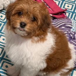 Girl 1 - Fawn sable female Havapoo puppy in Roseburg, Oregon from Sharon’s Sheepadoodle’s