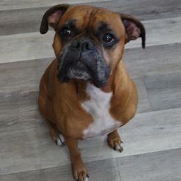 Rocky - Boxer