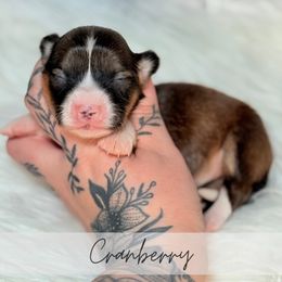 Cranberry - Sable and white female American Corgi puppy in Greenwood, Indiana from Witch Creek Corgis