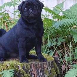 Victoria - Pug