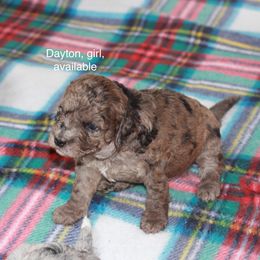 Dayton - Chocolate merle female Bernedoodle puppy in Sheridan, Wyoming from Big Horn Bernedoodles