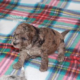 Dayton - Chocolate merle female Bernedoodle puppy in Sheridan, Wyoming from Big Horn Bernedoodles