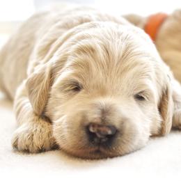 Taz (red boy) - Cream male Goldendoodle puppy in Loveland, Ohio from Timberidge Goldendoodles