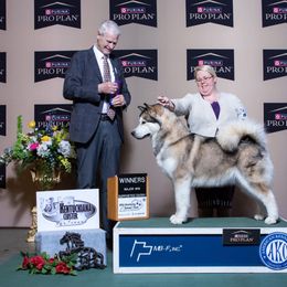 Zelda aka “ZZ” - Alaskan Malamute