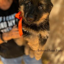"Kyrie, Orange girl" German Shepherd Puppies from Schonwasser Shepherds