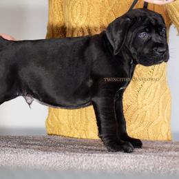M5 - Black male Cane Corso puppy in Chisago City, Minnesota from Twin Cities Cane Corso