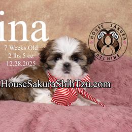 Irina - Black gold and white female Shih Tzu puppy in Muskogee, Oklahoma from House Sakura Shih Tzu