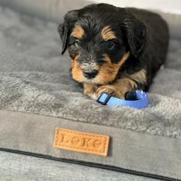 Blue - Phantom male Bernedoodle puppy in Charleston, South Carolina from Palm Belle Doodles