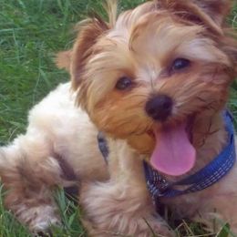 Yorkshire Terriers from Sweet Puppy Lov