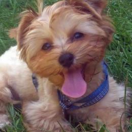 Yorkshire Terriers from Sweet Puppy Lov