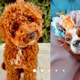 Cavapoo puppies from Cavapoo Puppy Parade