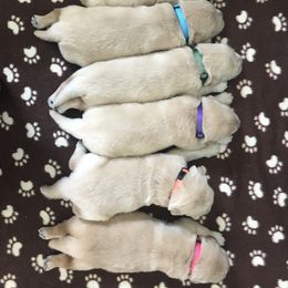 Golden Retriever Puppies from Goldens for You