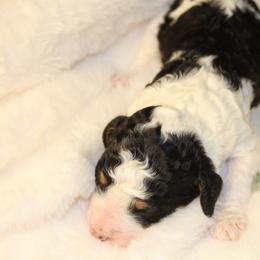 Black Tri Female - Phantom female Poodle puppy in Belgreen, Alabama from Scott’s Farm Poodles and Doodles