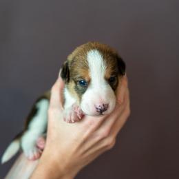 Border Collie, Papillon, Sporty Mix, and Whippet Puppies from Old Hemp Border Collies / Open Horizon Sport Dogs