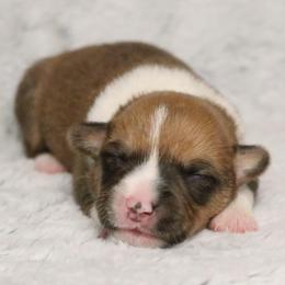 ⛈️ Tempest ⛈️ - Sable female Pembroke Welsh Corgi puppy in Fayetteville, Arkansas from Intergalactic Corgis