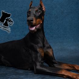 Jinx - Doberman Pinscher