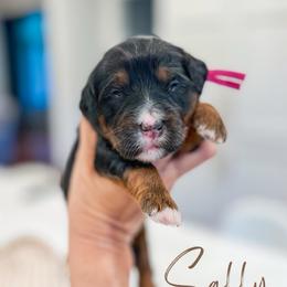 Sally - Tri-color female Bernedoodle puppy in Sulphur, Louisiana from Curly Q’s Of Carlyss