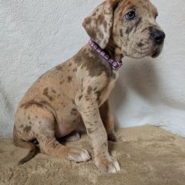 Lilith - Merle female Great Dane puppy in Bay City, Michigan from Monarch Danes