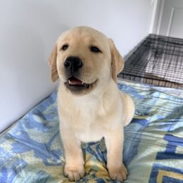 Boy 2 - Yellow male Labrador Retriever puppy in Florida from Kanaloa Labs