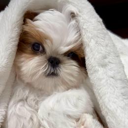 Grayson - Red and white male Shih Tzu puppy in Frederick, Maryland from Shih Tzu Puppy in Maryland