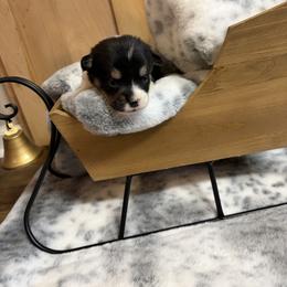 Tan Collar - Black and tan female Pembroke Welsh Corgi puppy in Elberton, Georgia from Lonesome Boone Corgis