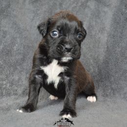 Boxer Puppies from Lieben Boxers