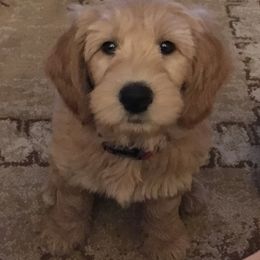 Bearded Retrievers from Oakwood Bearded Retrievers