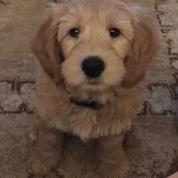 Bearded Retrievers from Oakwood Bearded Retrievers