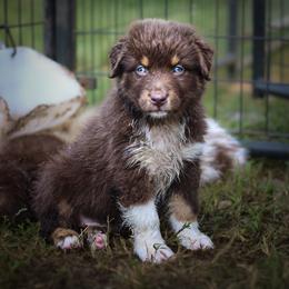 Boy 6 - Red tri-color male Australian Shepherd puppy in Clermont, Georgia from Chapman’s Australian Shepherds