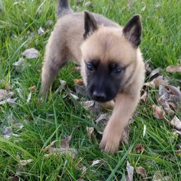 Belgian Malinois and Boston Terrier Puppies from SB & Raksha