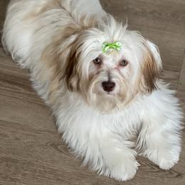 Havanese Puppies from Dean Supreme