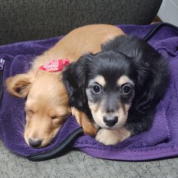 Dachshund Puppies from Davinner's Doxies