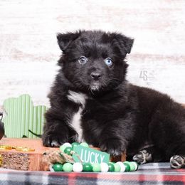 Hail Mary - Black & white Miniature Australian Shepherd puppy in Marion, Michigan from 4 Seasons Aussies