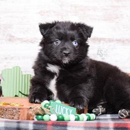 Hail Mary - Black & white Miniature Australian Shepherd puppy in Marion, Michigan from 4 Seasons Aussies