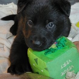 German Shepherd Puppies from Inferno Shepherds