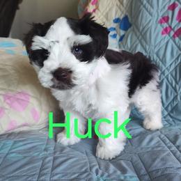 Huck - Black male Miniature Schnauzer puppy in Diana, Texas from Happy Pawz Schnauzers