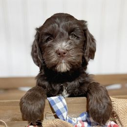 Thelma - Chocolate female Australian Labradoodle puppy in Harrisonville, Missouri from Blessed Day Doodles