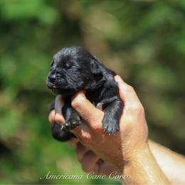 Checkmate - Black male Cane Corso puppy in Cable, Ohio from Americana Cane Corso