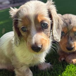 Cream Pie Isabella dapple piebald - Piebald male Dachshund puppy in Glendale, Arizona from Collier Dachshunds