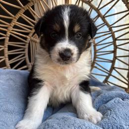 Ollie - Black tri-color male Australian Shepherd puppy in Grants Pass, Oregon from Carmel Mountain Aussies