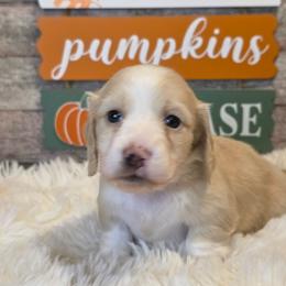 Jack - Cream male Dachshund puppy in Romney, Indiana from Brown's Valley Dachshunds