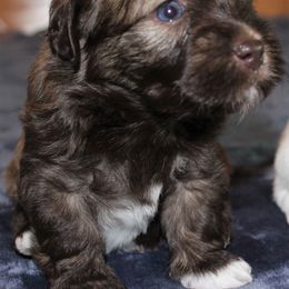 Havanese Puppies from Cloud 9 Havanese