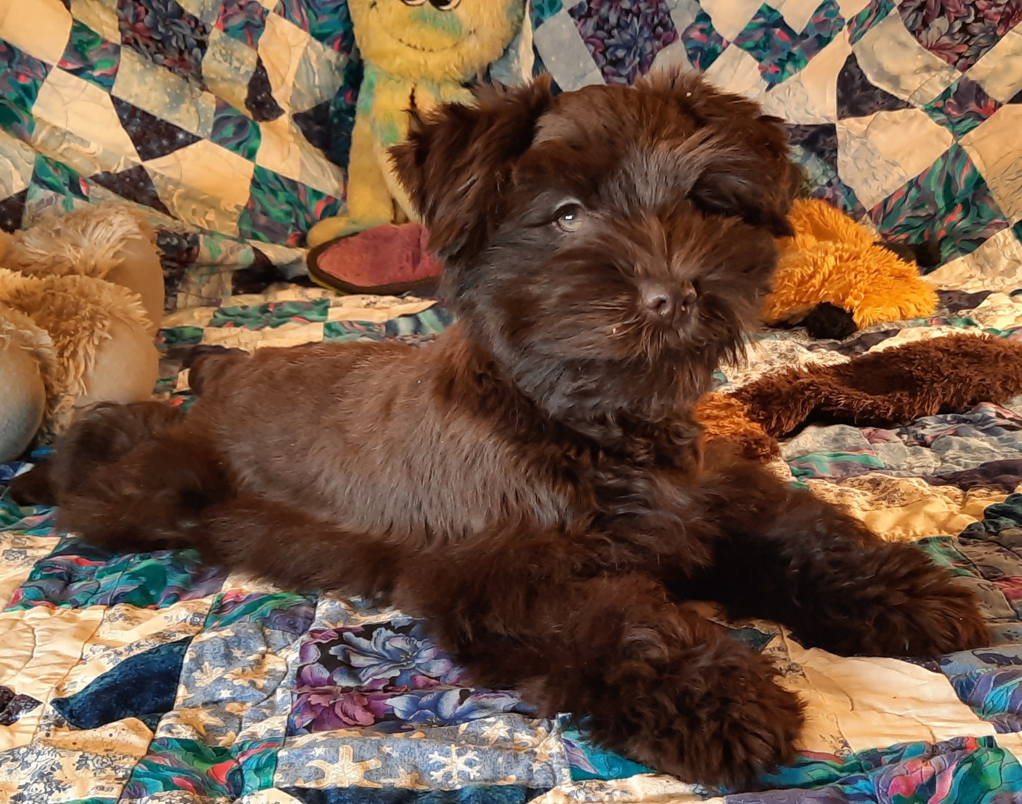 Miniature Schnauzers from Rufus's Raiders