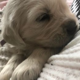 Golden Retriever Puppies from West Coast Cream Goldens