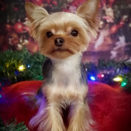 Elbie - Yorkshire Terrier