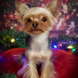 Elbie - Yorkshire Terrier