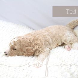 Bernedoodle and Poodle Puppies from SoFun Doodles & Poodles