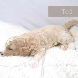 Bernedoodle and Poodle Puppies from SoFun Doodles & Poodles
