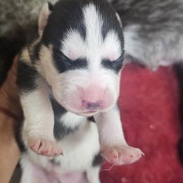 Romeo - Black tan and white male Siberian Husky puppy in Springfield, Massachusetts from 16acreshuskies