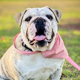 Lexey - Bulldog